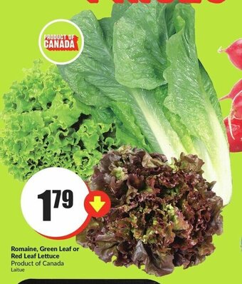 FreshCo Romaine, Green Leaf or Red Leaf Lettuce offer