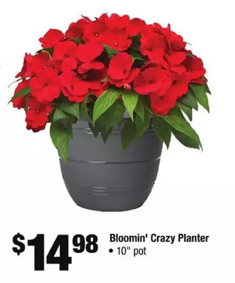 Home Depot Bloomin' crazy planter offer