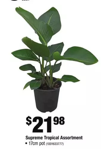 Home Depot Supreme tropical assortment offer