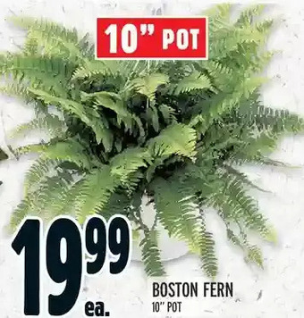 Metro Boston fern offer