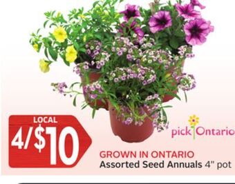 Foodland Assorted seed annuals 4 pot offer