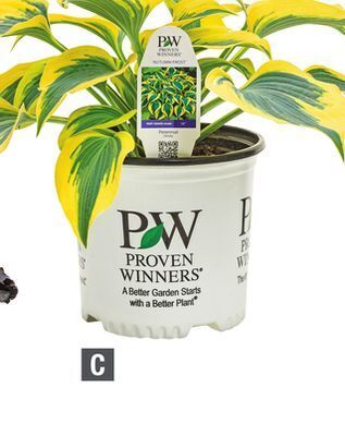 Home Depot Proven winners® hosta shadowland® 'autumn frost' offer