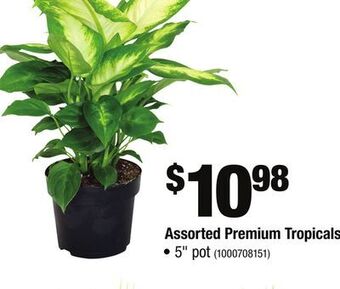 Home Depot Assorted premium tropicals offer