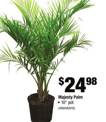 Home Depot Majesty palm offer