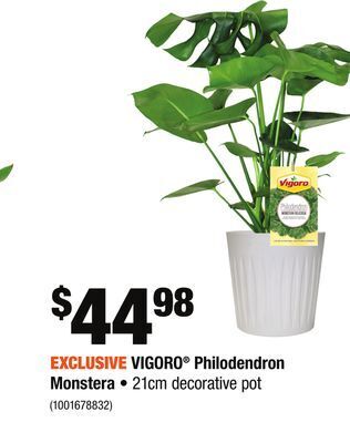 Home Depot Vigoro® philodendron monstera offer