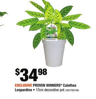 Home Depot Proven winners® calathea leopardina offer