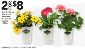 RONA Assorted annuals offer