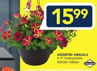RONA Assorted annuals offer