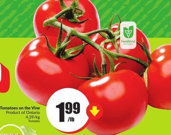FreshCo Tomatoes on the vine product of ontario 4.39/kg offer