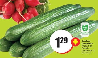 FreshCo Seedless Cucumbers offer