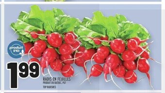 Metro RADIS EN FEUILLES offer
