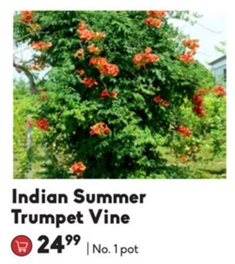 Sheridan Nurseries Indian summer trumpet vine offer