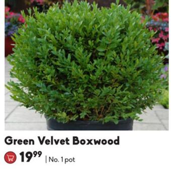 Sheridan Nurseries Green velvet boxwood offer