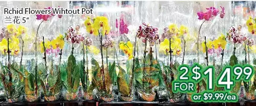 Ample Food Market Rchid flowers wihtout pot 5 offer