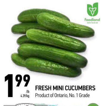 Coppa's Fresh Market Fresh mini cucumbers offer