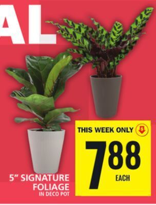 Food Basics 5 signature foliage offer