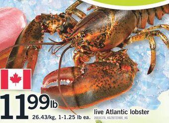 Fortinos Live atlantic lobster, 1-1.25 lb offer