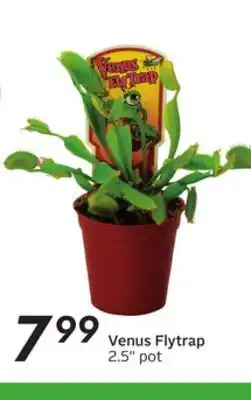 Sobeys Venus flytrap offer