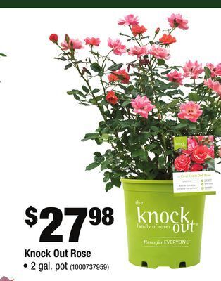 Home Depot Knock out rose offer