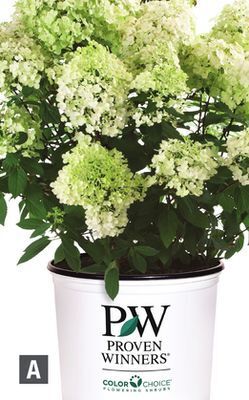 Home Depot Proven winners® hydrangea bobo offer