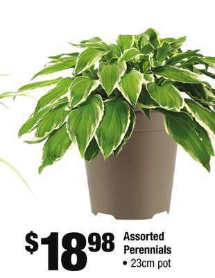 Home Depot Assorted perennials offer