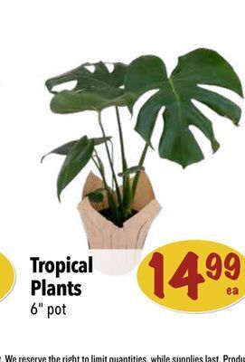 Farm Boy Tropical plants offer