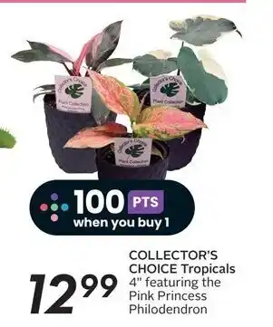 Sobeys COLLECTOR'S CHOICE Tropicals 4" featuring the Pink Princess Philodendron offer