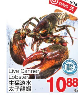 T&T Supermarket Live canner lobster offer