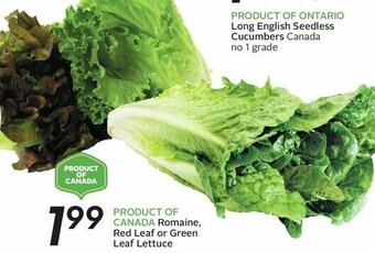 Sobeys Romaine, Red Leaf or Green Leaf Lettuce offer