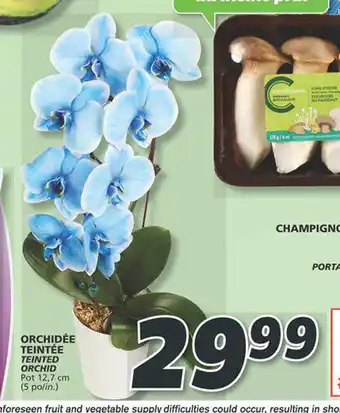 IGA ORCHIDÉE TEINTÉE TEINTED ORCHID Pot 12,7 cm (5 po/in.) offer