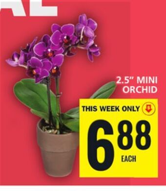 Food Basics 2.5'' mini orchid offer