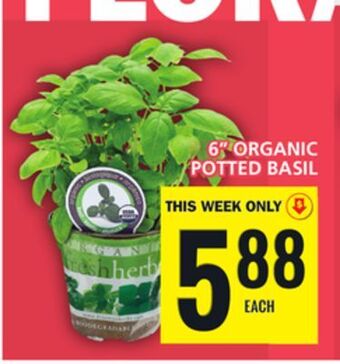 Food Basics 6 organic potted basil offer