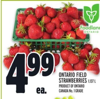Metro Ontario field strawberries offer