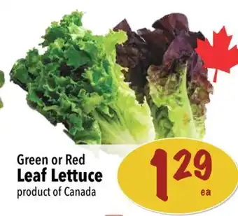 Farm Boy Leaf lettuce offer
