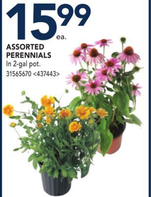RONA Assorted perennials offer