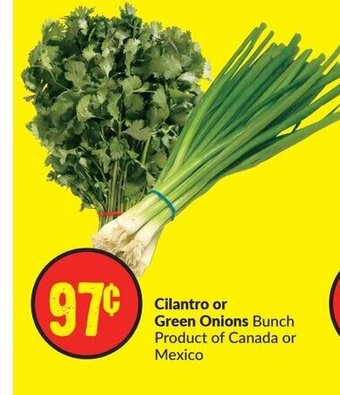 FreshCo Cilantro offer