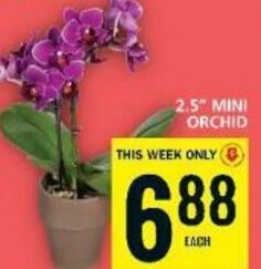 Food Basics 2.5" MINI ORCHID offer