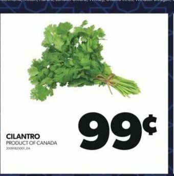 Real Canadian Superstore CILANTRO offer