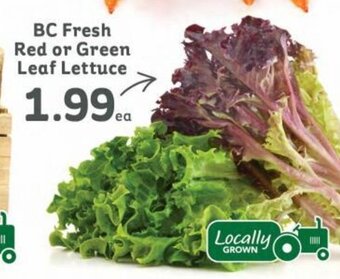 BC Fresh Red or Green Leaf Lettuce