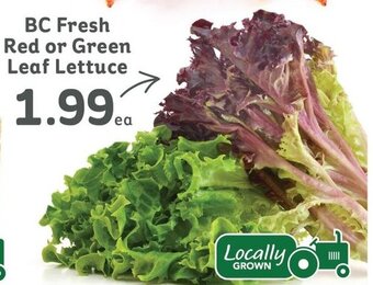IGA BC Fresh Red or Green Leaf Lettuce offer