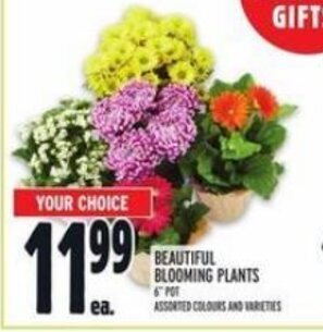 Metro BEAUTIFUL BLOOMING PLANTS offer