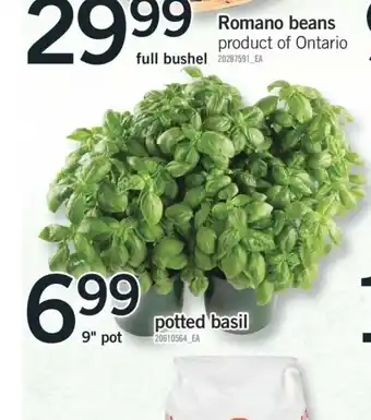 Fortinos Potted Basil offer