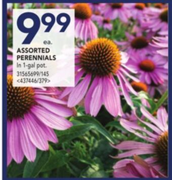 Lowe's Assorted perennials offer