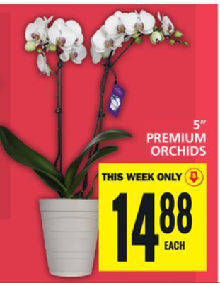 Food Basics 5 premium orchids offer