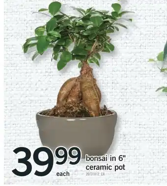 Fortinos Bonsai in 6" ceramic pot offer