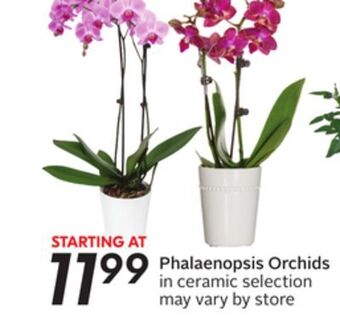 Sobeys Phalaenopsis orchids offer