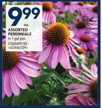 RONA Assorted perennials offer