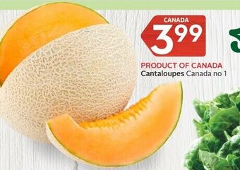 Foodland Cantaloupes offer