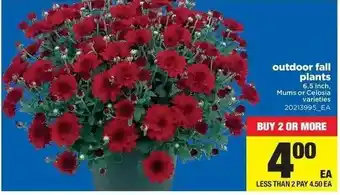 Real Canadian Superstore Outdoor fall plants offer