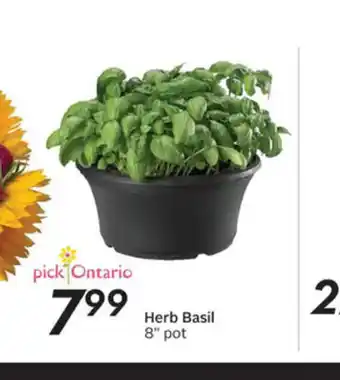Sobeys Herb Basil offer